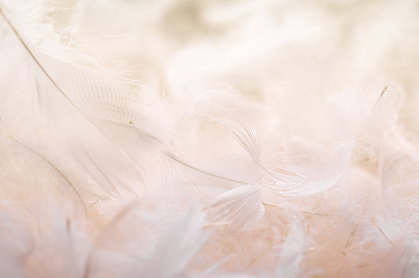 Fischer Bettwaren AG - Daunenqualität